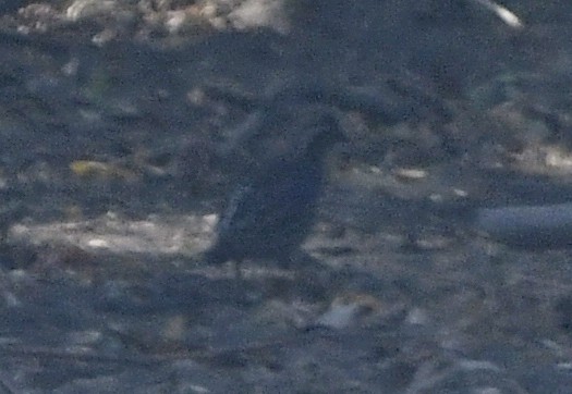 Spot-bellied Bobwhite - ML633888188