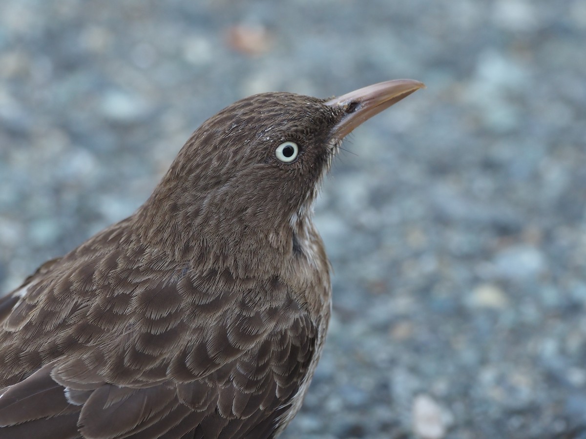 Pearly-eyed Thrasher - ML633888359