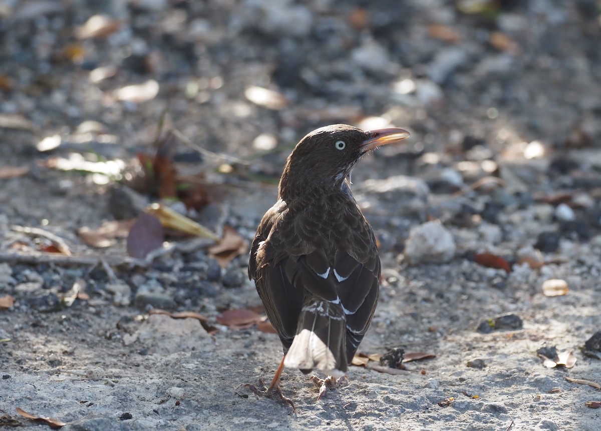 Pearly-eyed Thrasher - ML633888360