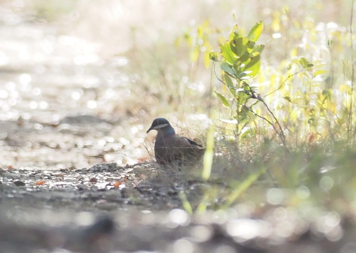 Key West Quail-Dove - ML633888372