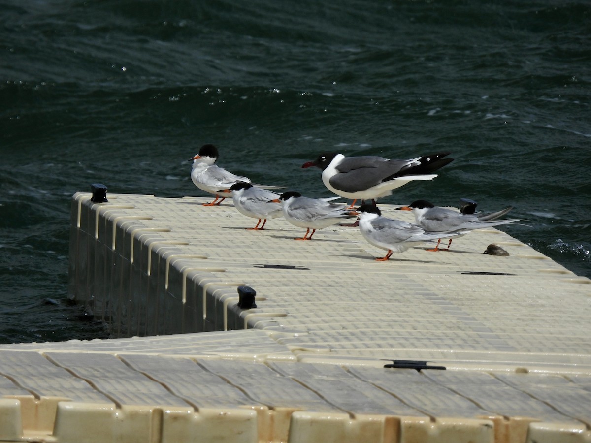 Forster's Tern - ML633888378