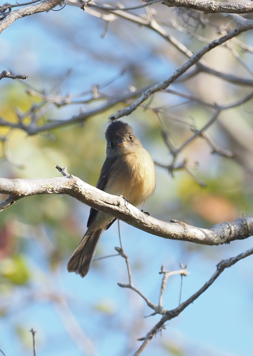 Lesser Antillean Pewee (Puerto Rico) - ML633888382