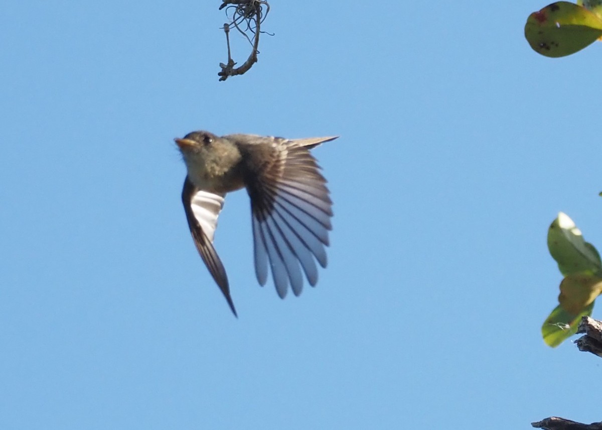 Lesser Antillean Pewee (Puerto Rico) - ML633888383