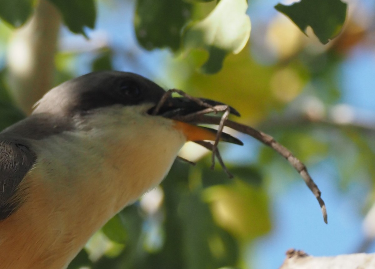 Mangrove Cuckoo - ML633888394