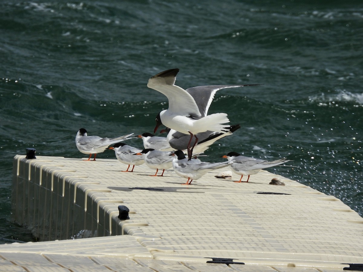 Laughing Gull - ML633888395