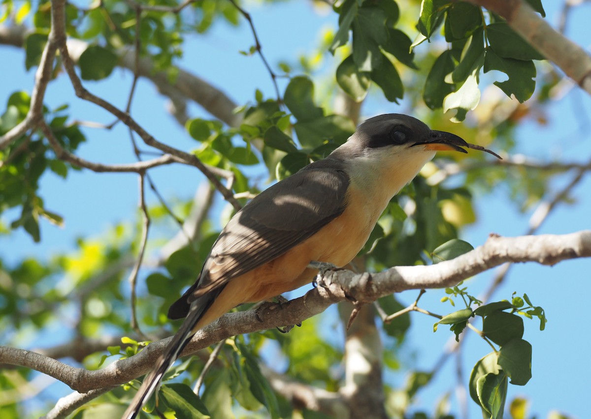Mangrove Cuckoo - ML633888396