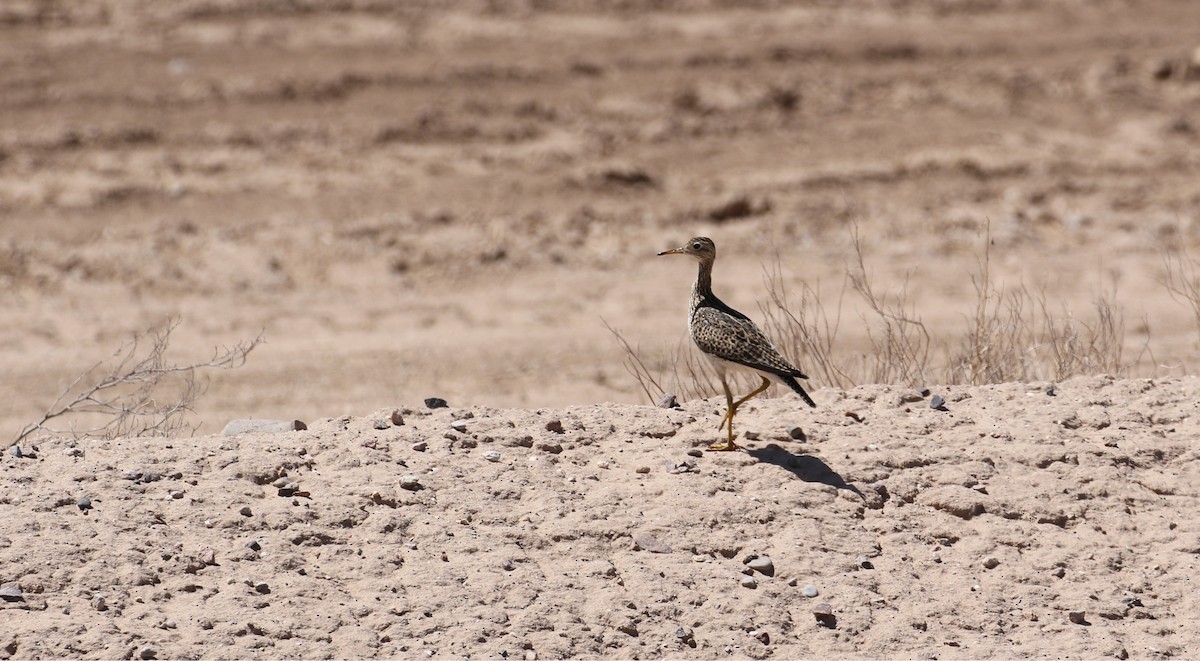 Upland Sandpiper - ML633888433