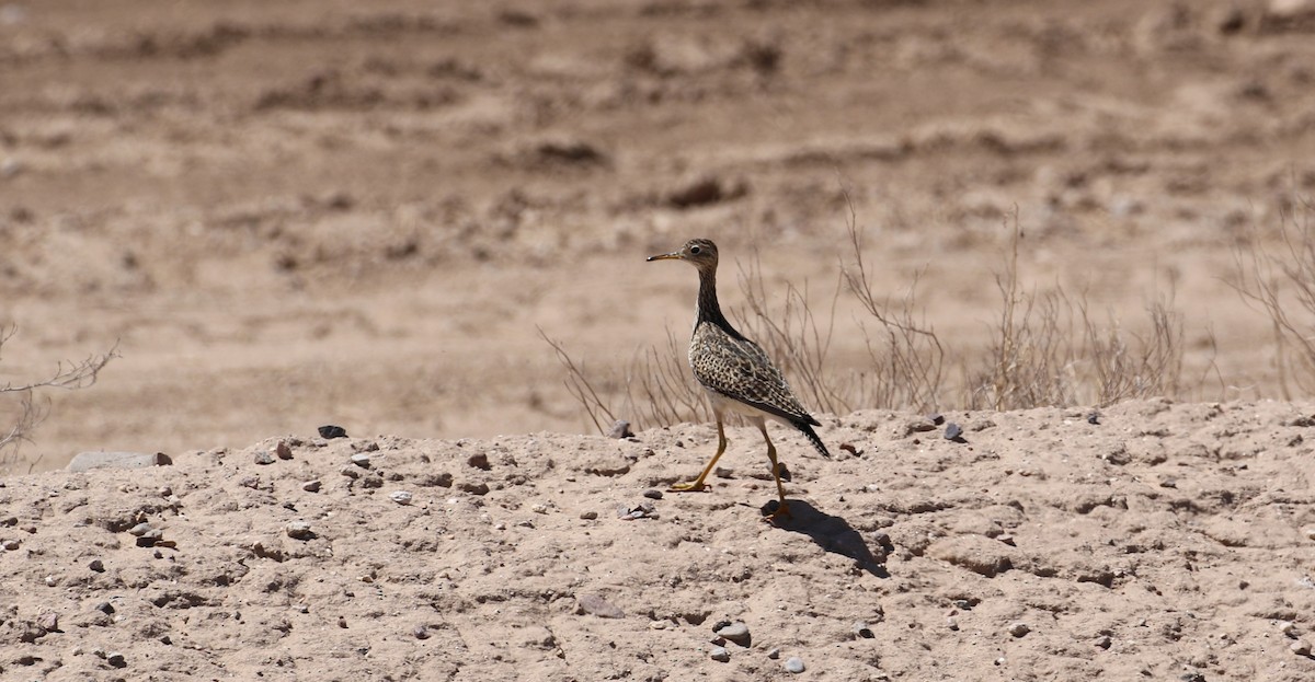 Upland Sandpiper - ML633888434