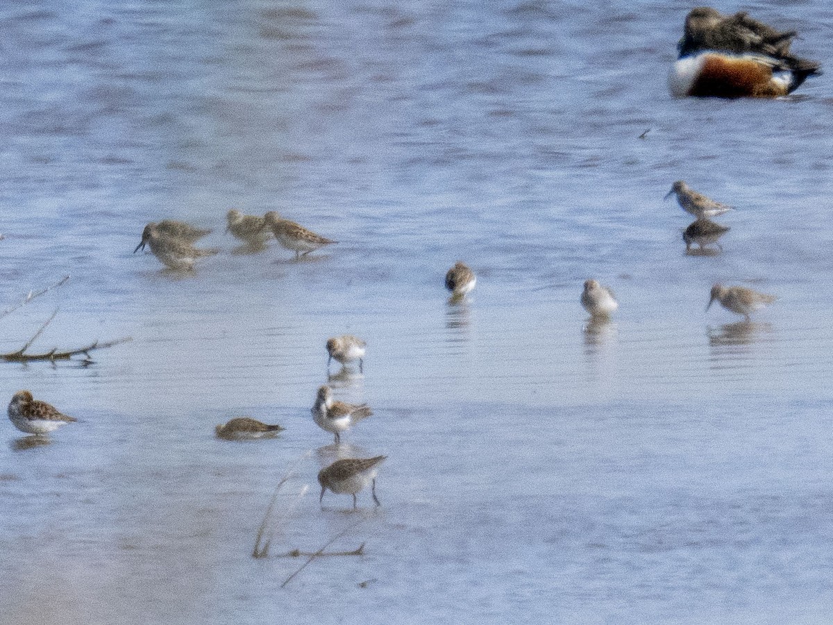 Calidris sp. (peep sp.) - ML633888456