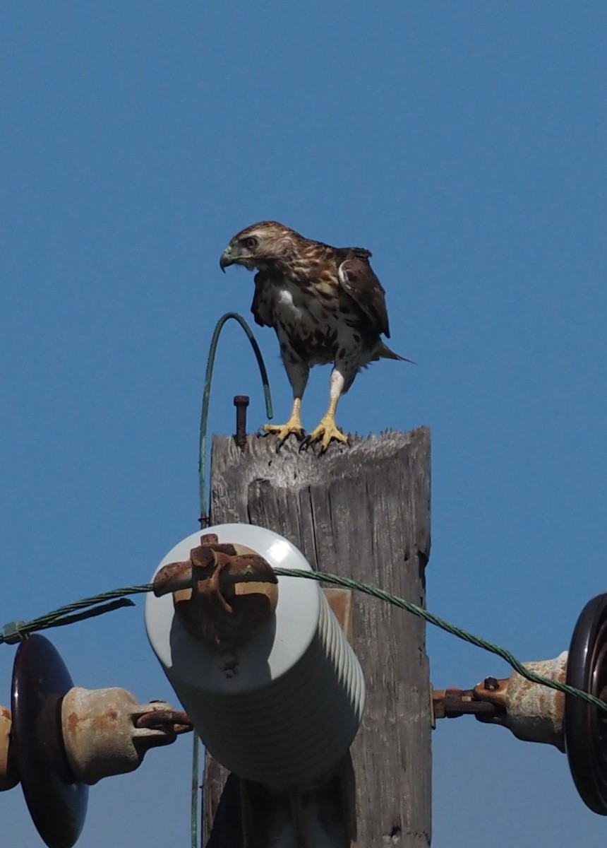 Red-tailed Hawk - ML633888531