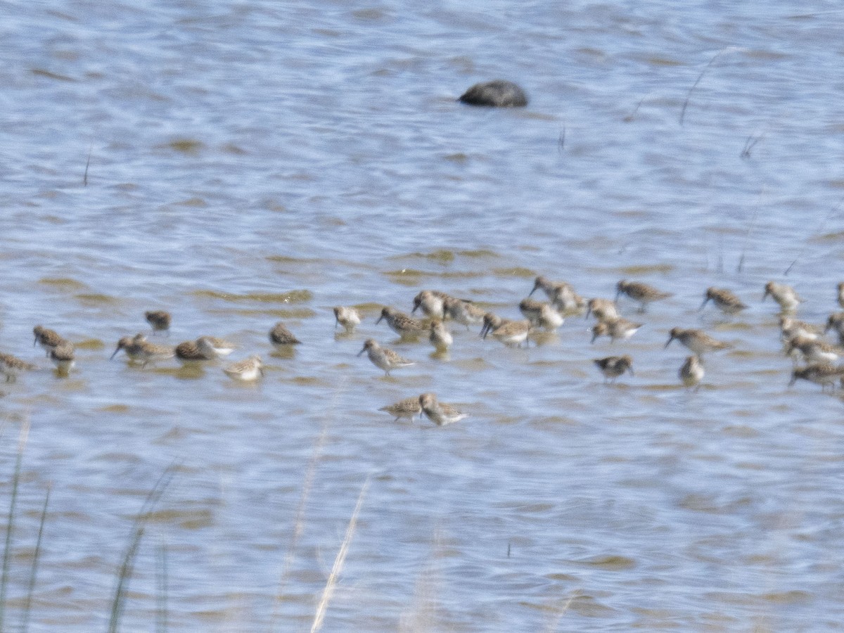Calidris sp. (peep sp.) - ML633888533
