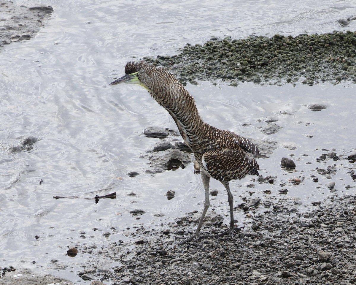 Bare-throated Tiger-Heron - Frank Klotz