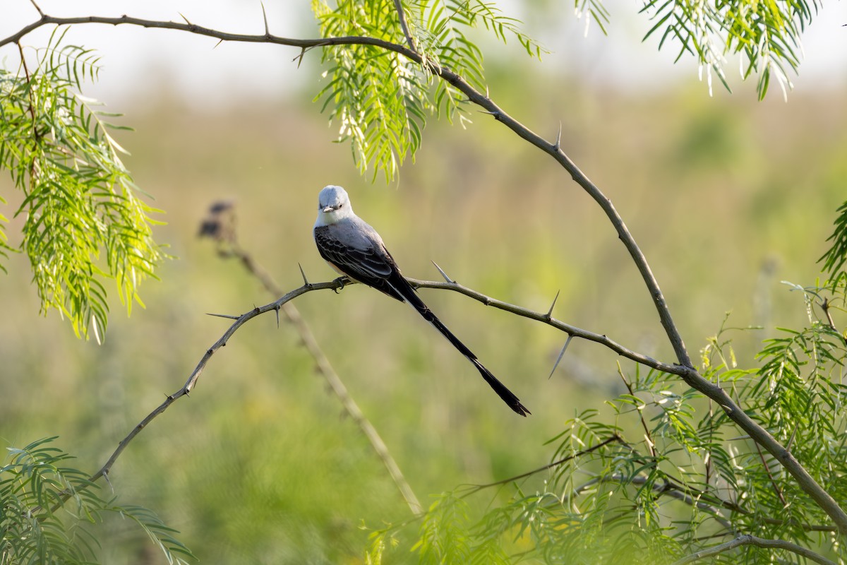 Scissor-tailed Flycatcher - ML633888662