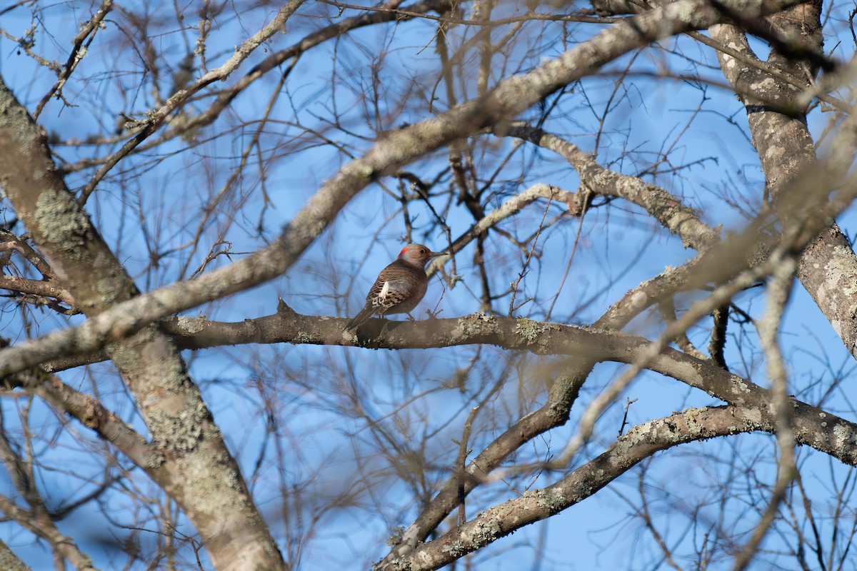 Northern Flicker (Yellow-shafted) - ML633888665