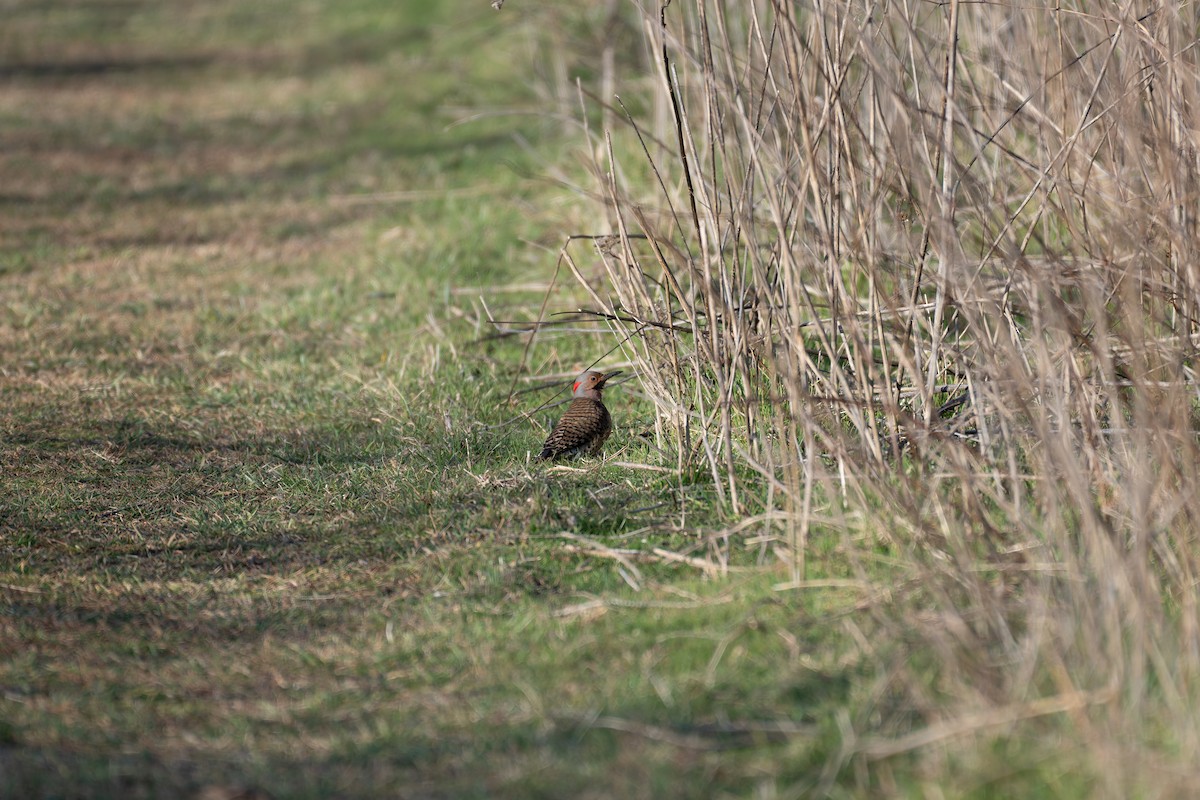 Northern Flicker (Yellow-shafted) - ML633888666