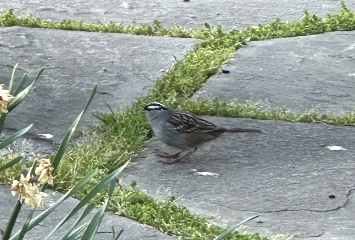 White-crowned Sparrow - ML633888730