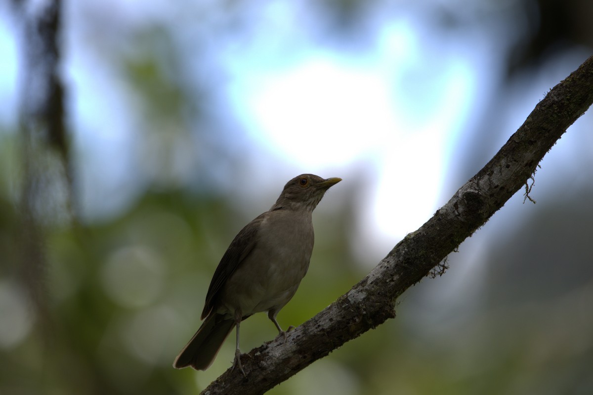 Ecuadorian Thrush - ML633888775