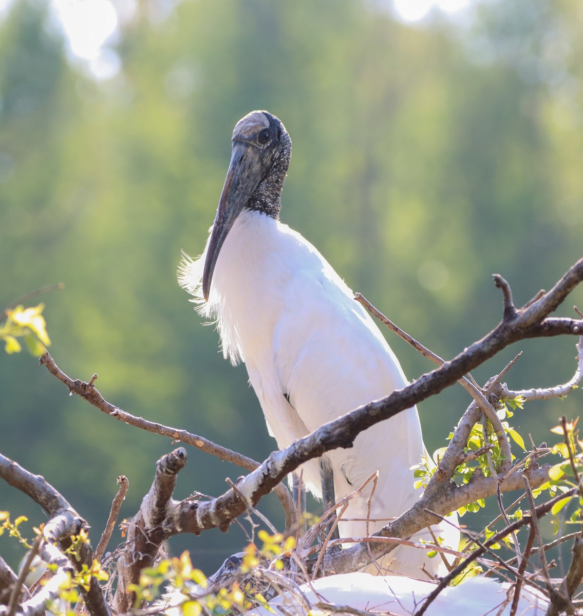 Wood Stork - ML633888798