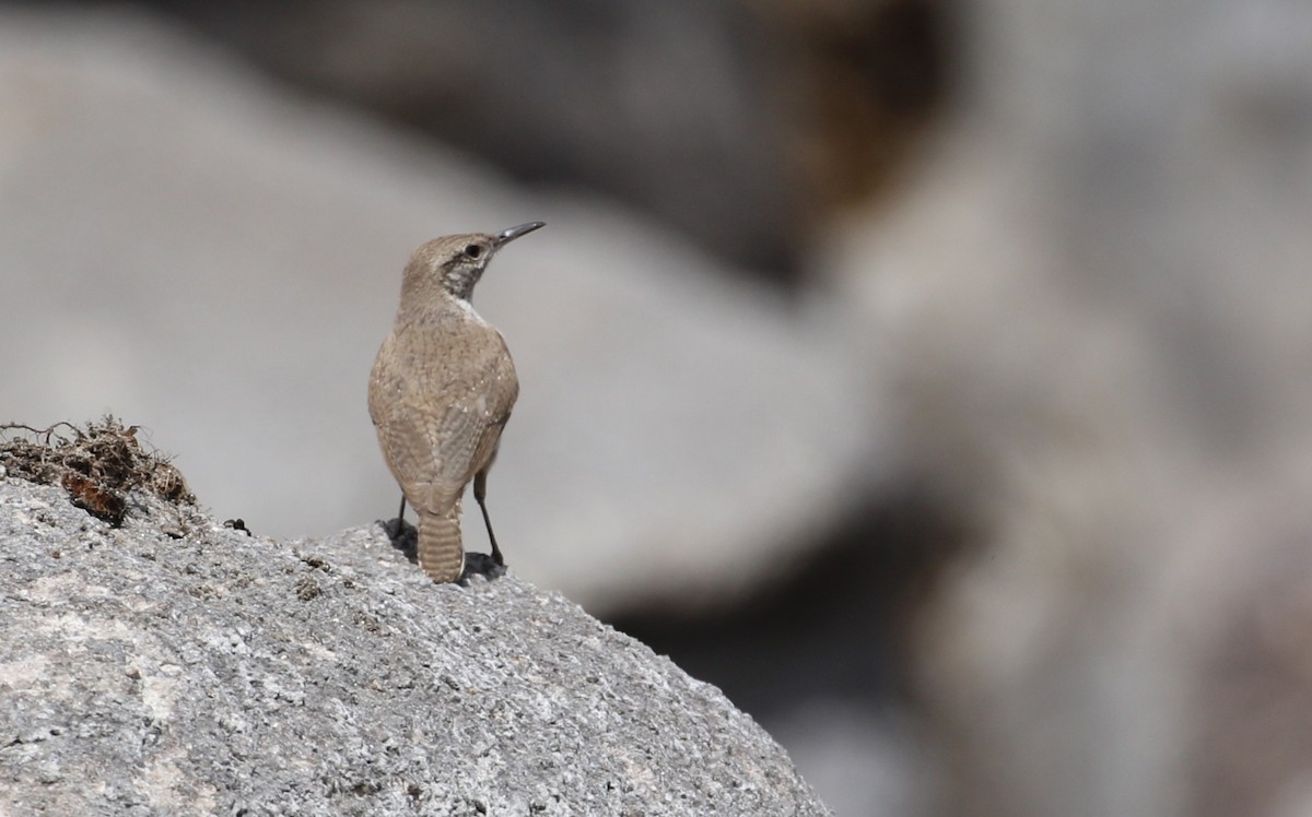 Rock Wren - ML633888850