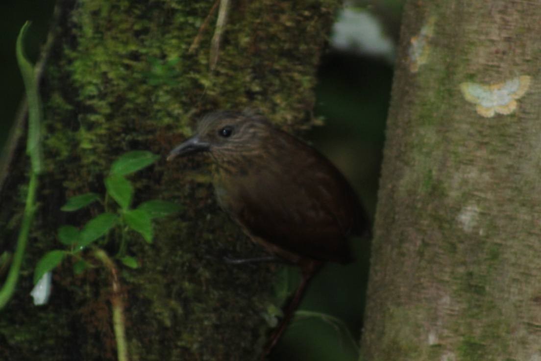 Streak-capped Treehunter - ML633888908