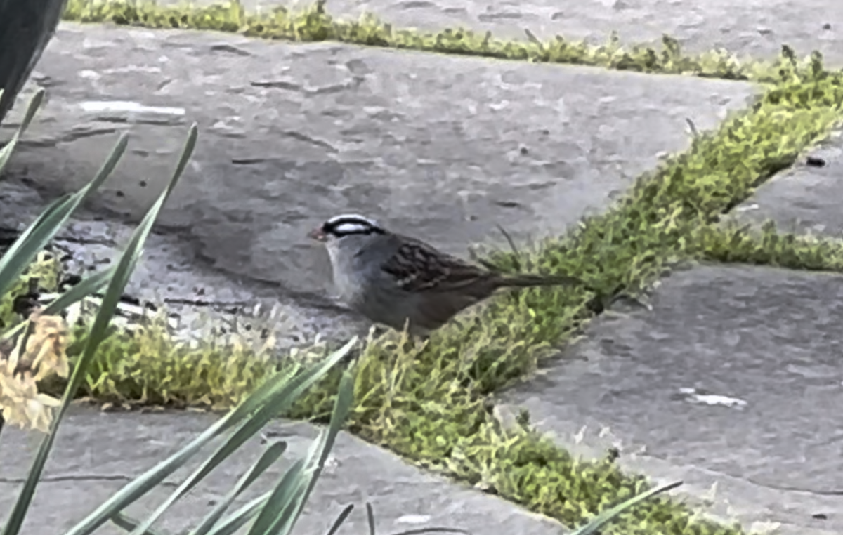 White-crowned Sparrow - ML633888914