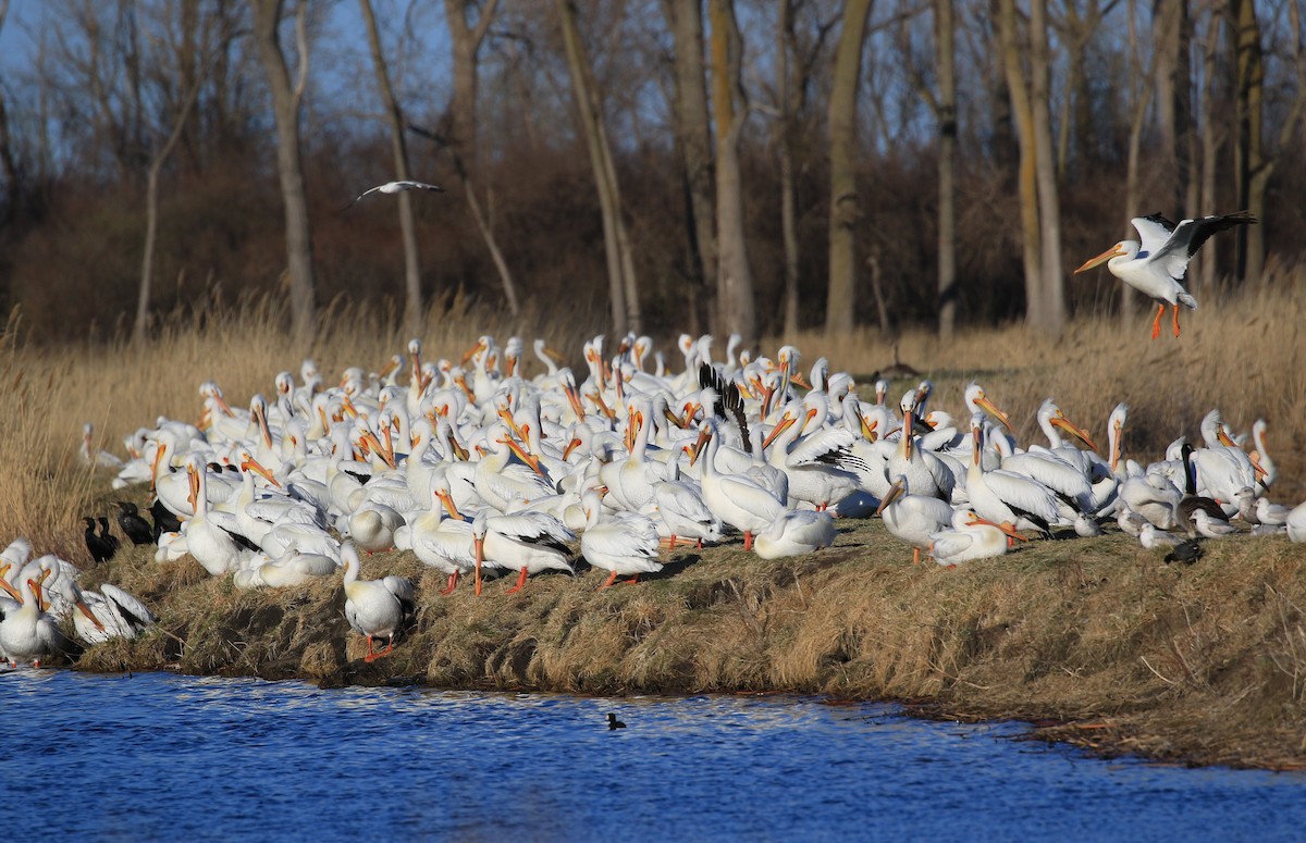 American White Pelican - ML633888918