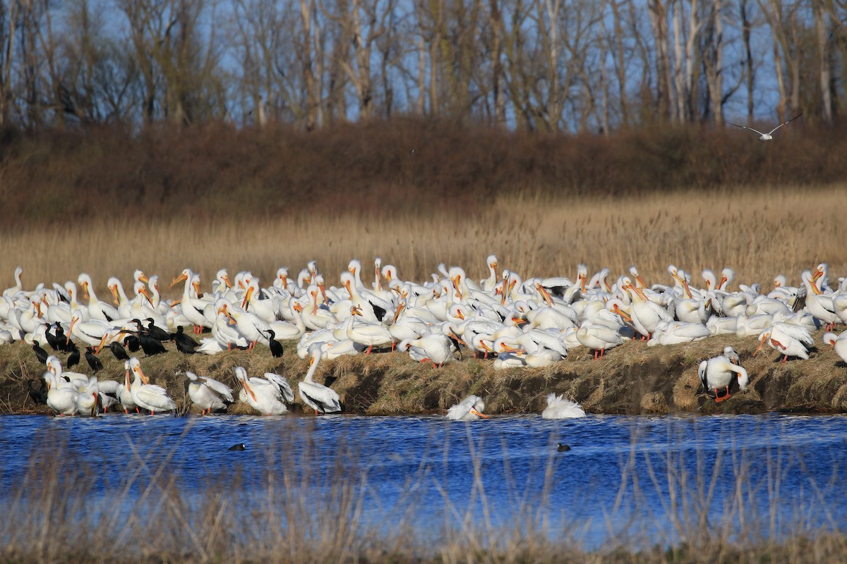 American White Pelican - ML633888920