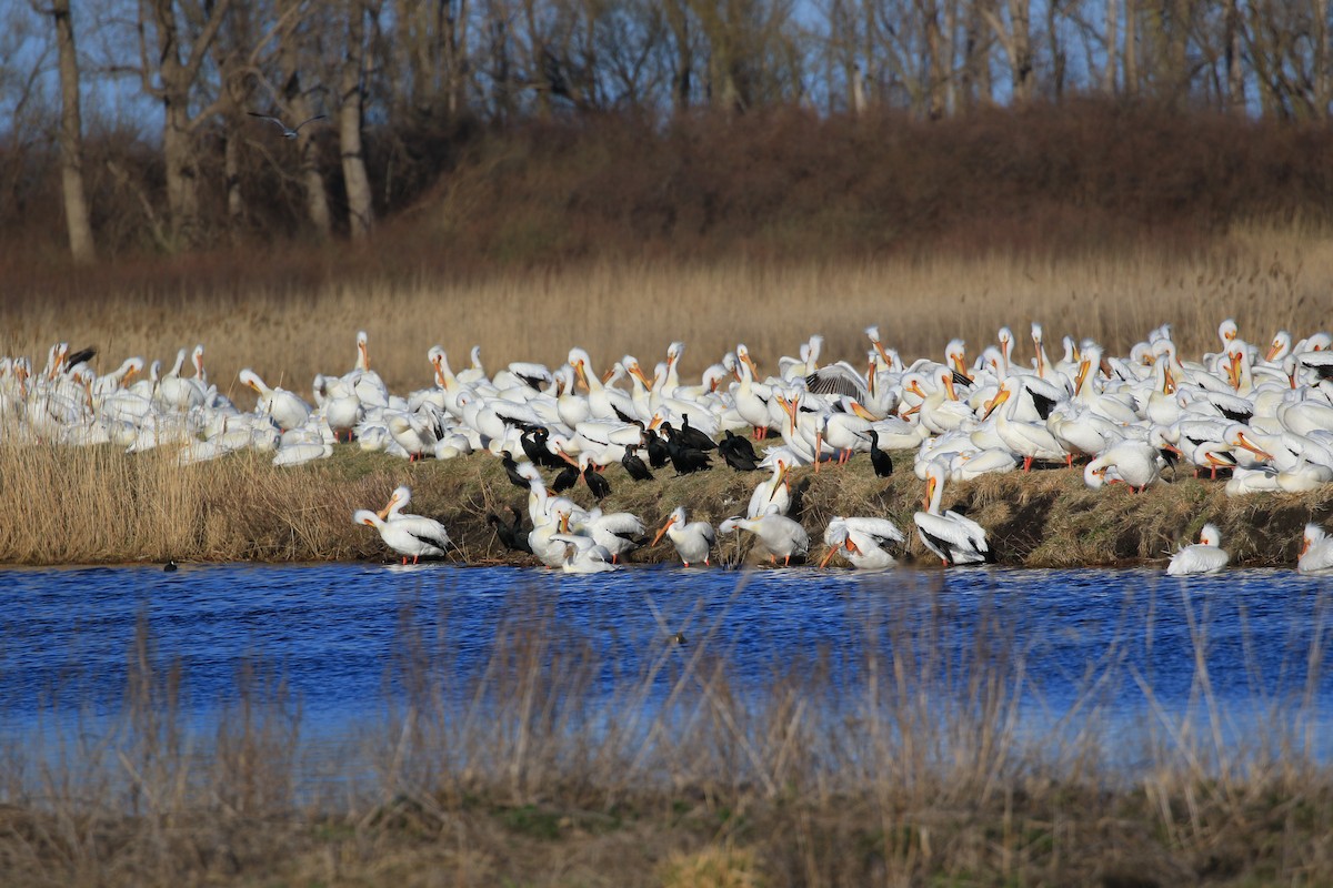American White Pelican - ML633888921