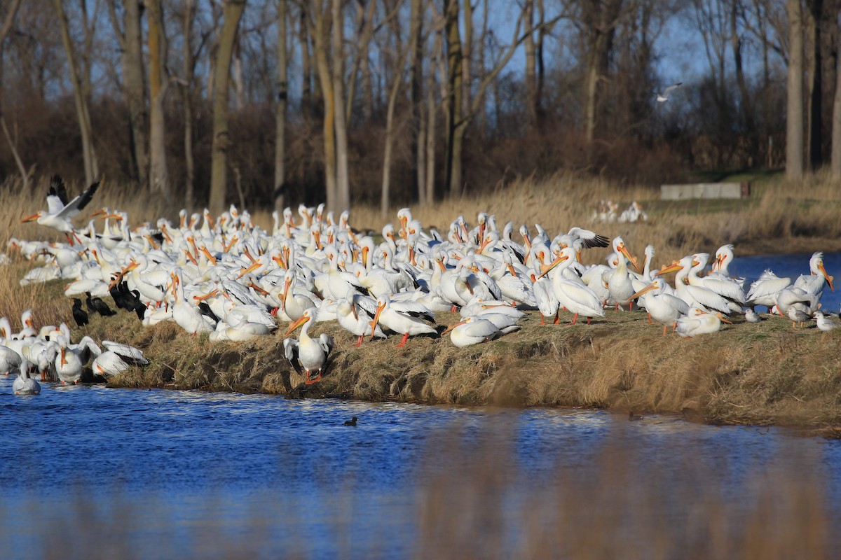 American White Pelican - ML633888922