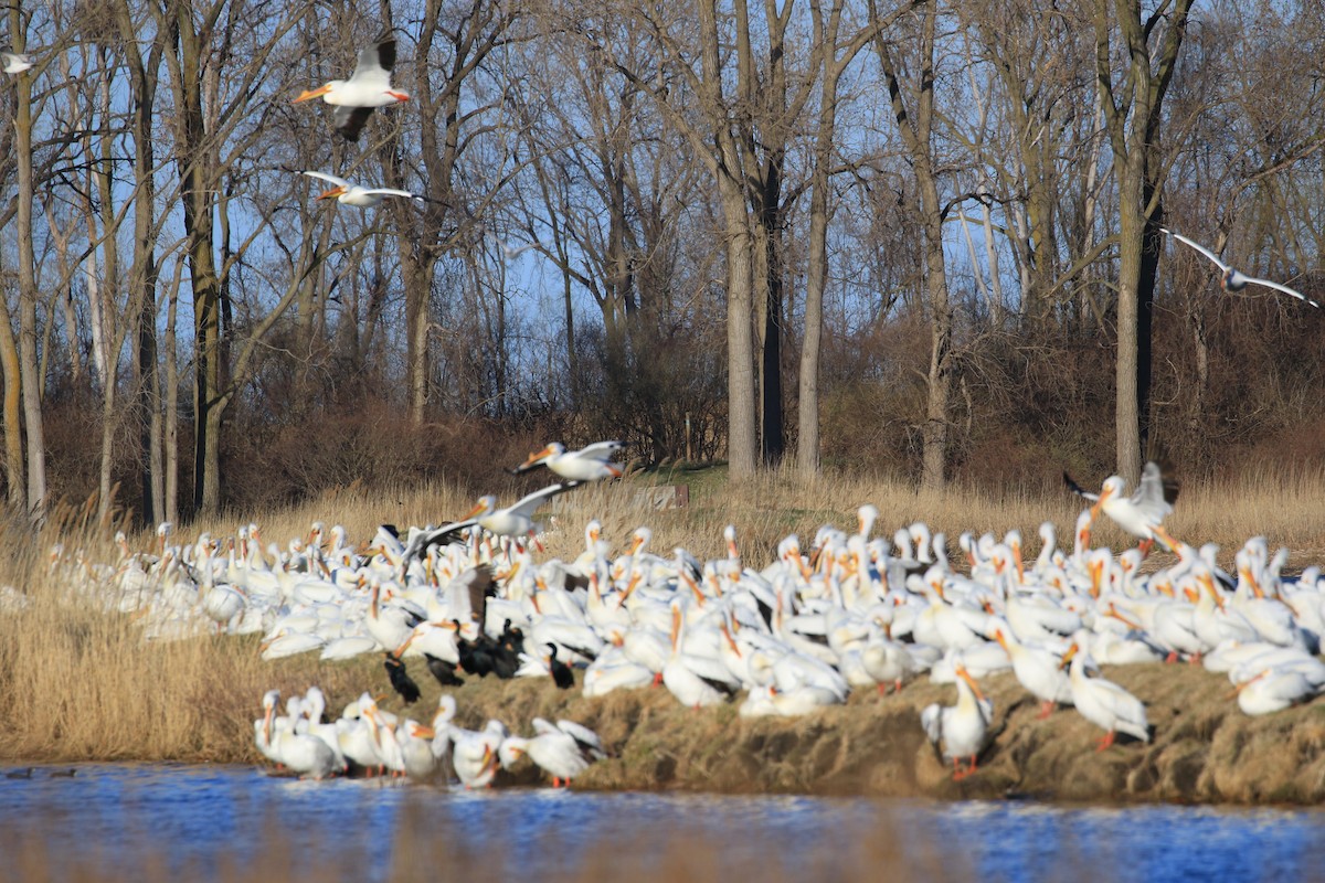 American White Pelican - ML633888923
