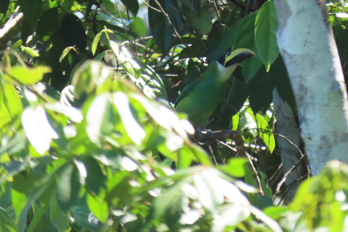Northern Emerald-Toucanet - ML633888964