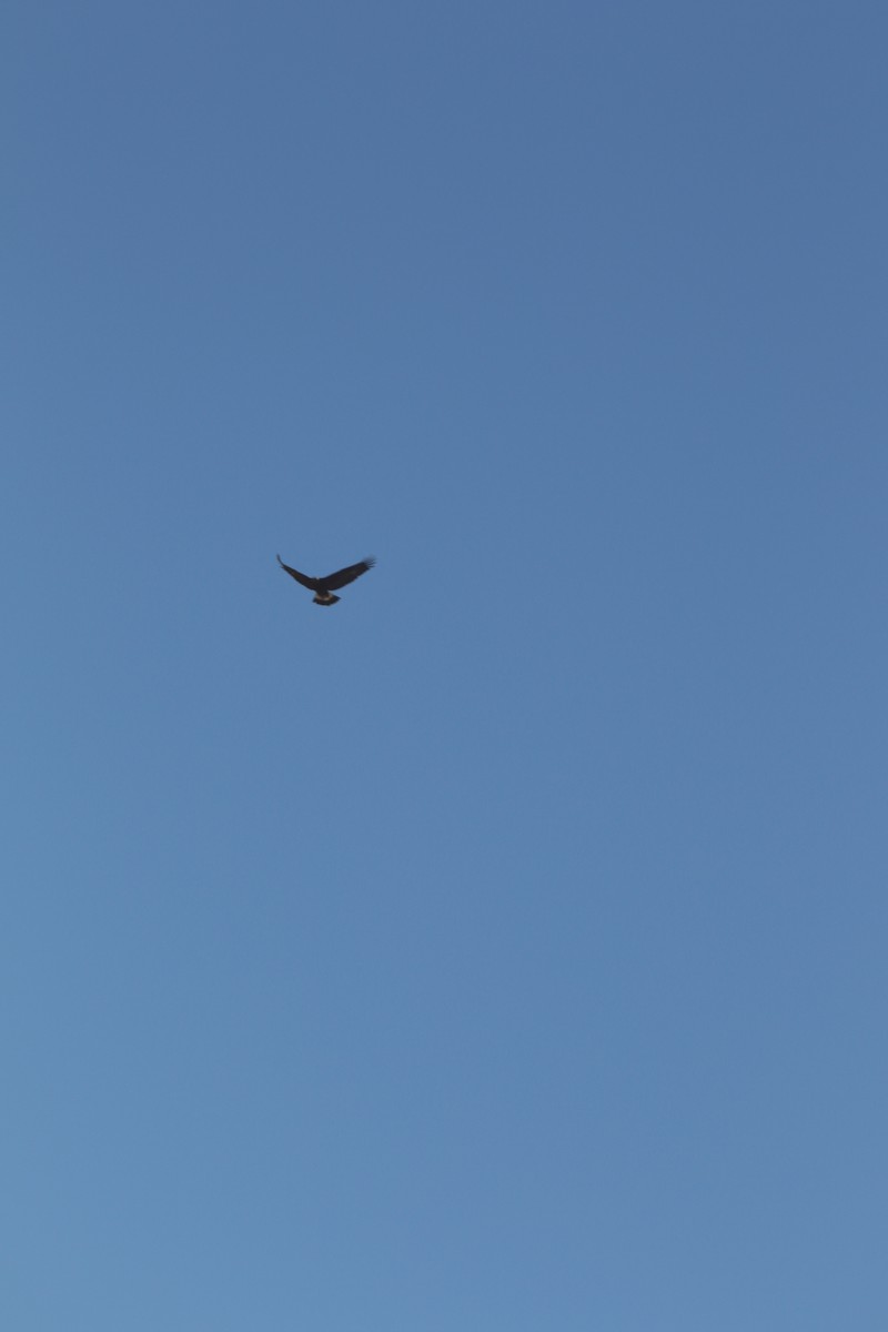 Golden Eagle - ML633889025