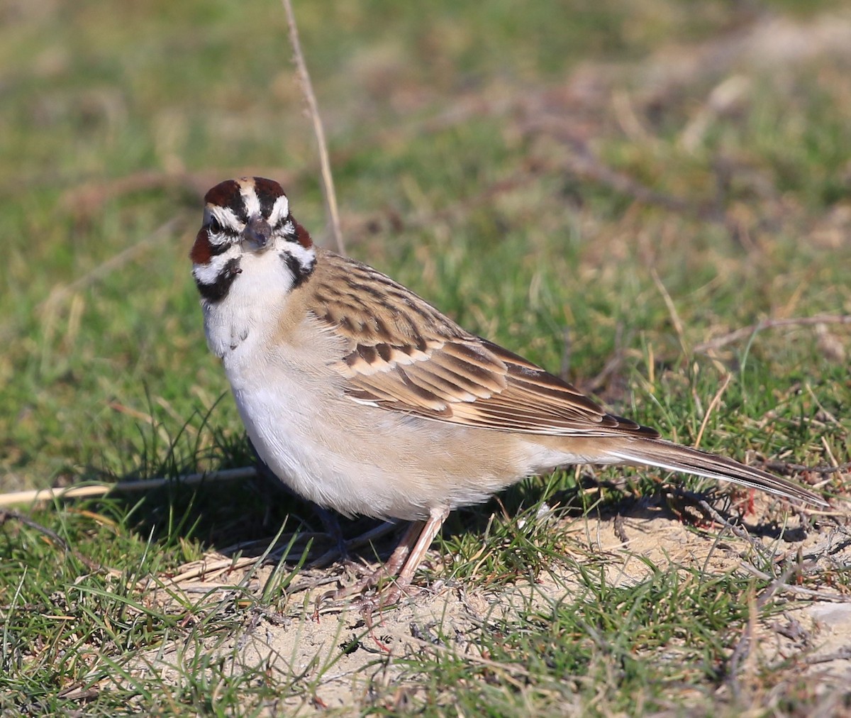 Lark Sparrow - ML633889026