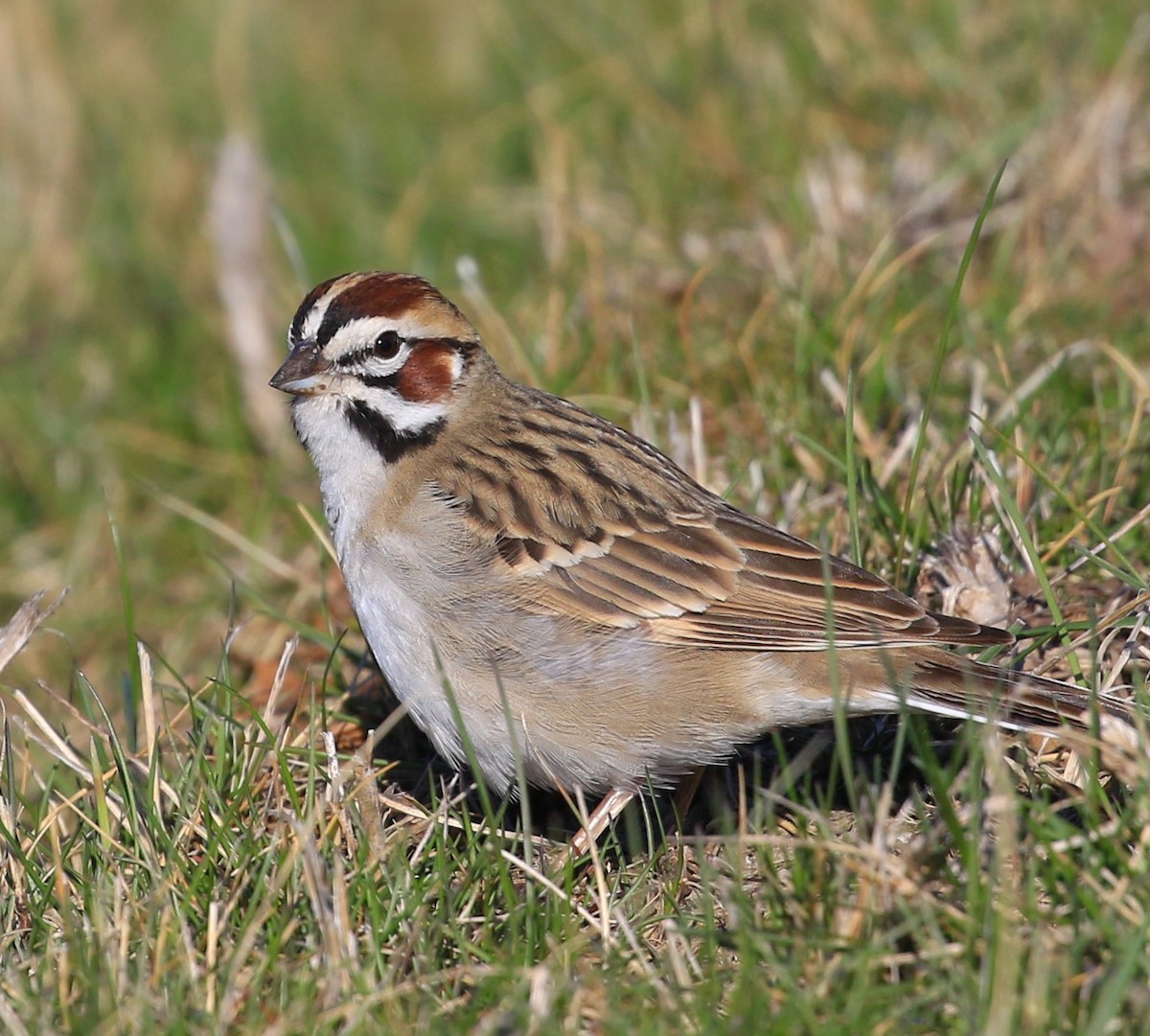 Lark Sparrow - ML633889027