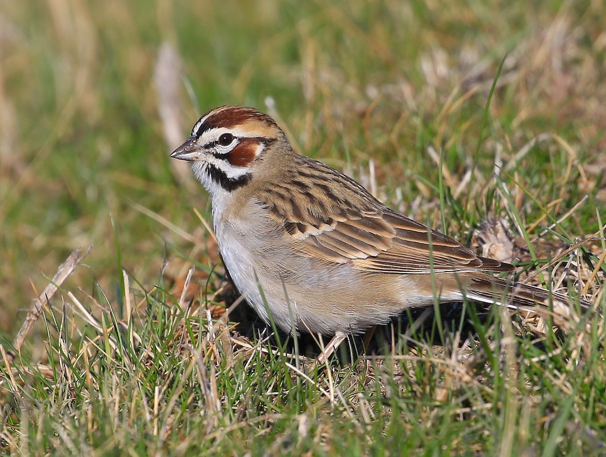 Lark Sparrow - ML633889028