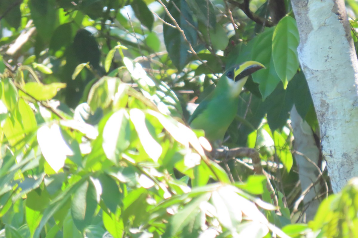 Northern Emerald-Toucanet - ML633889030