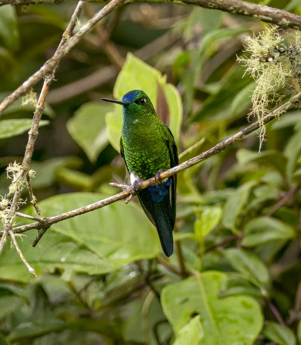 Sapphire-vented Puffleg - ML633889068