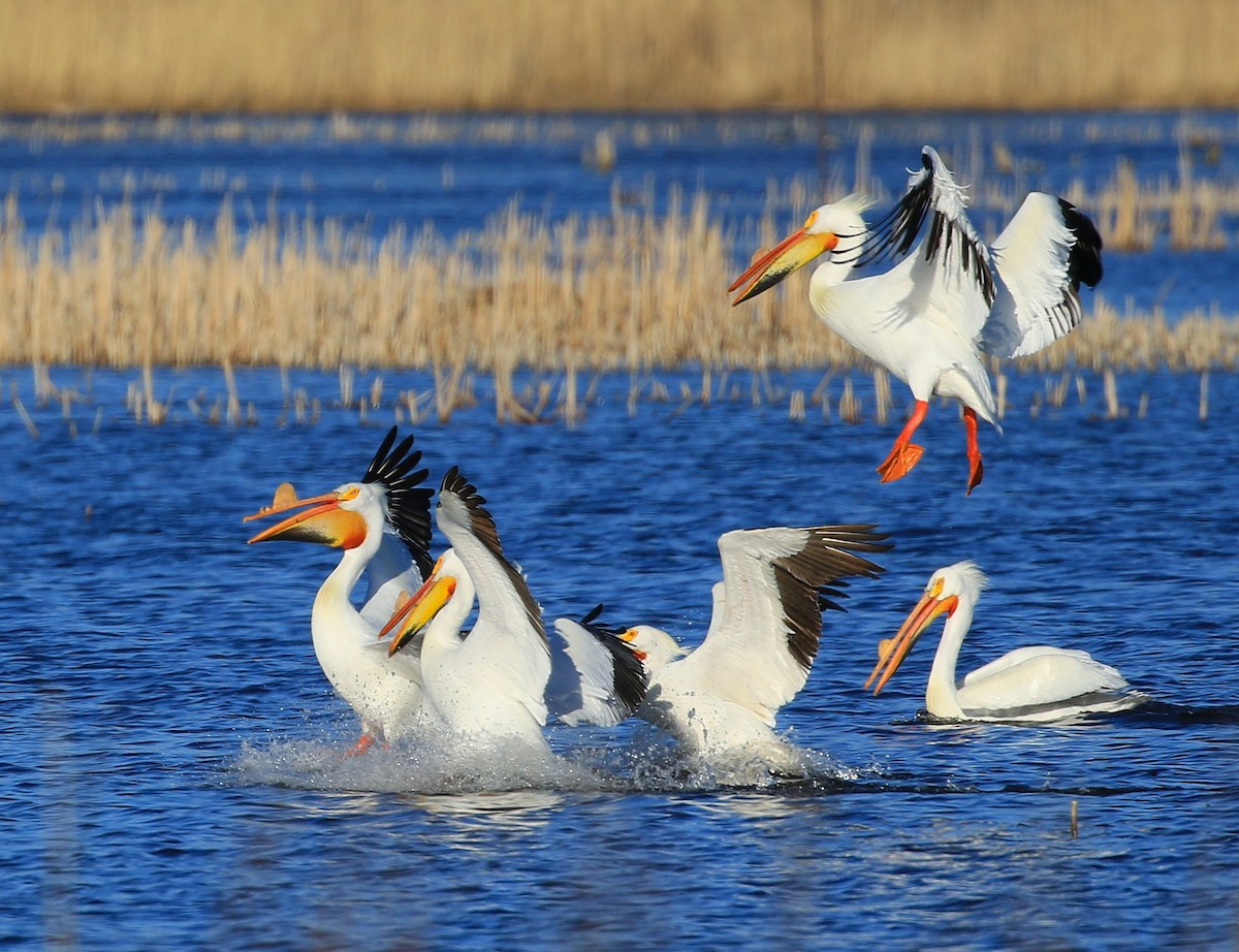 American White Pelican - ML633889125