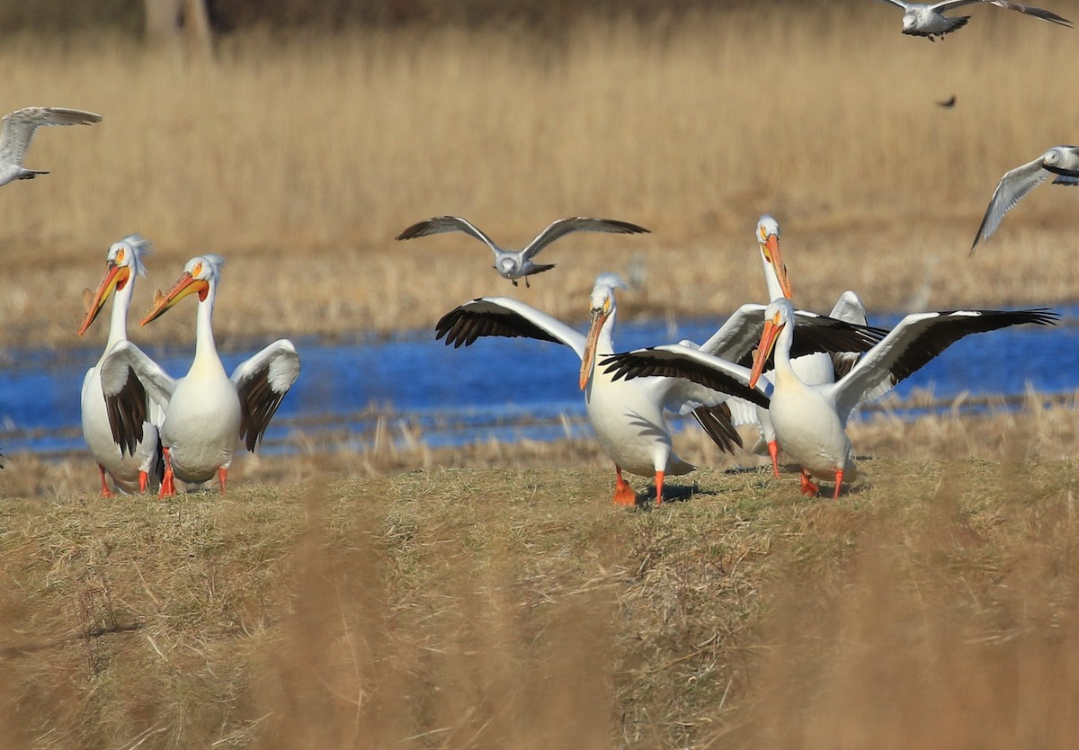 American White Pelican - ML633889126