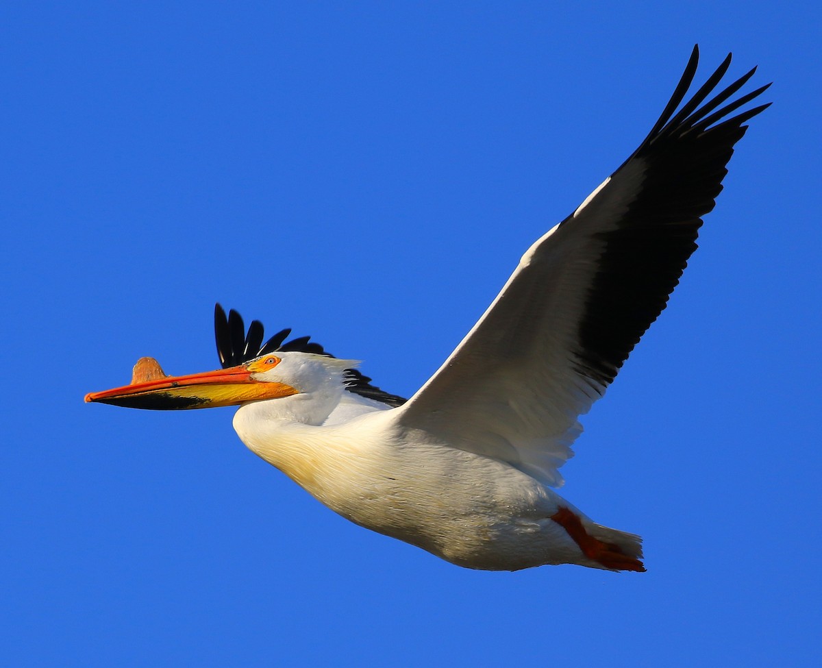 American White Pelican - ML633889127