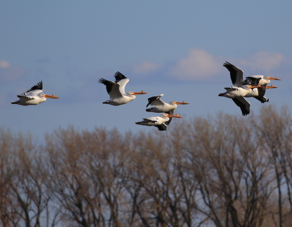 American White Pelican - ML633889128