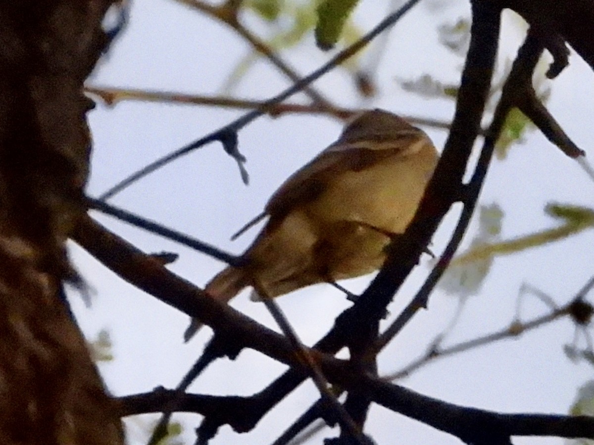 Hammond's Flycatcher - ML633889151