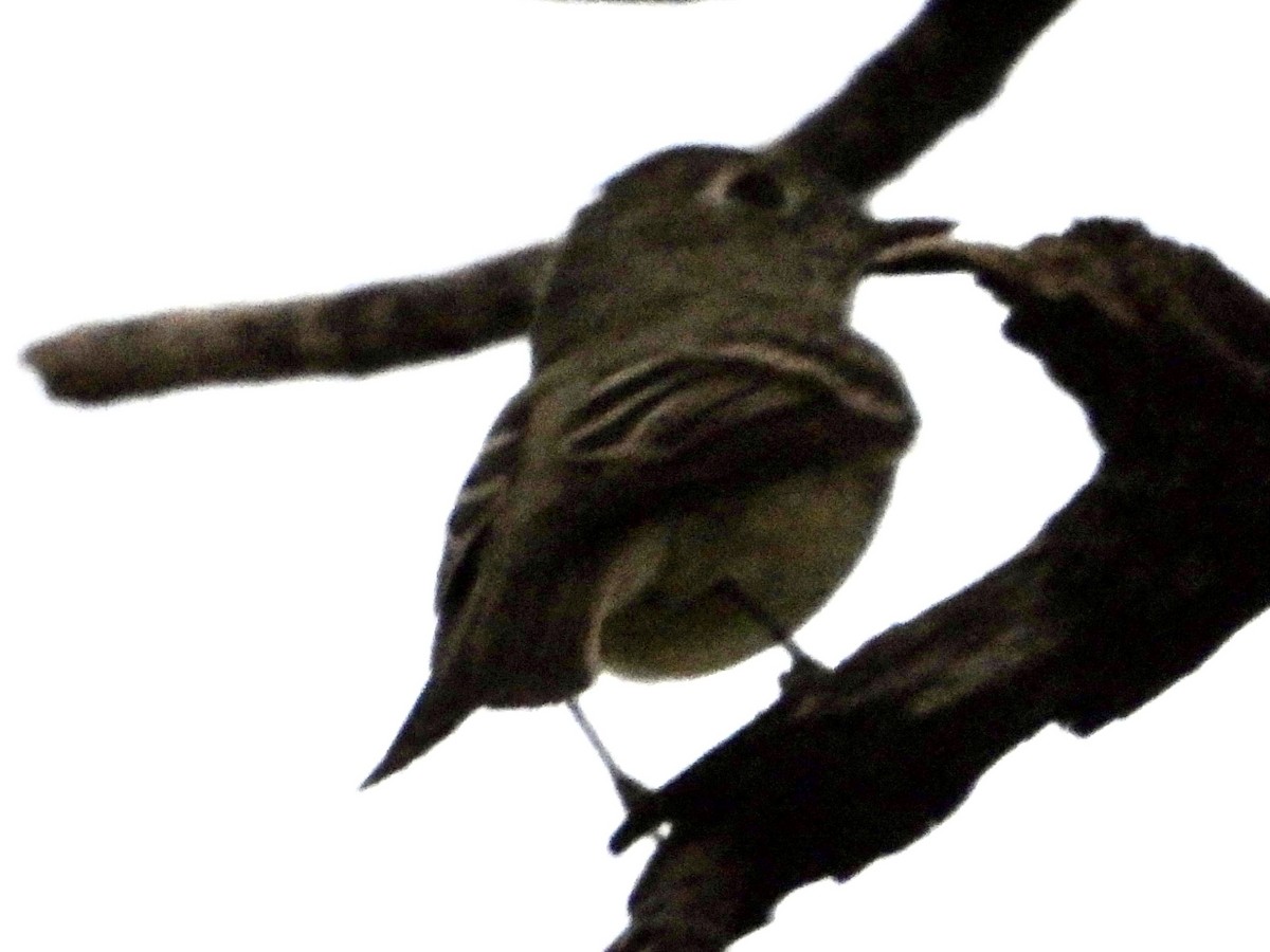 Hammond's Flycatcher - ML633889152