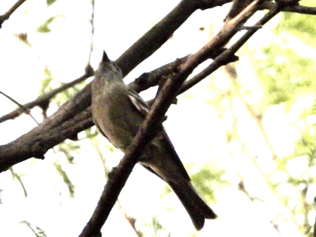 Hammond's Flycatcher - ML633889153