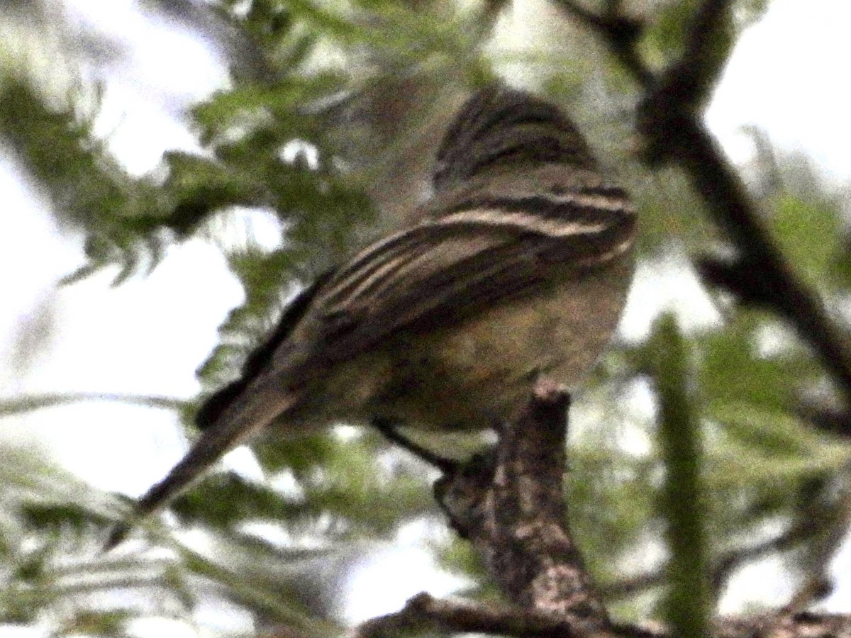 Hammond's Flycatcher - ML633889154