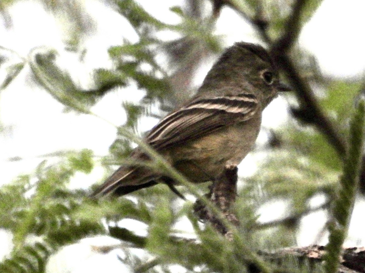 Hammond's Flycatcher - ML633889155