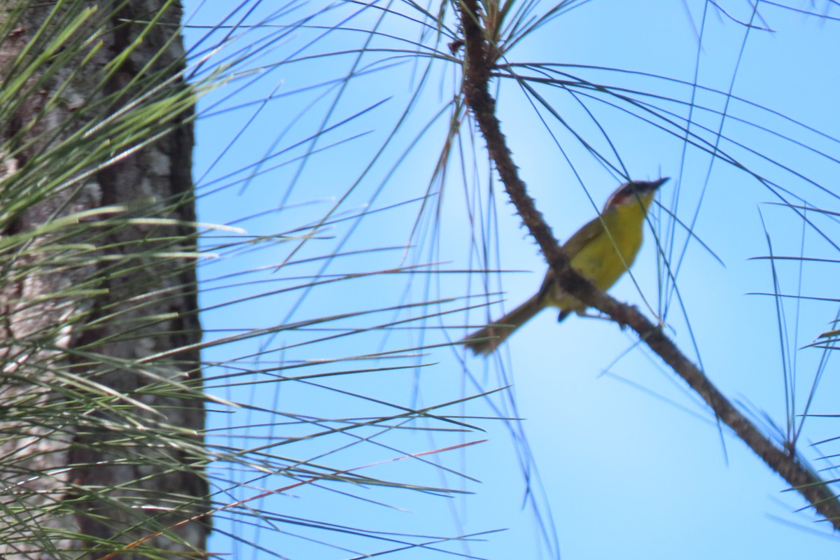 Great Kiskadee - ML633889204
