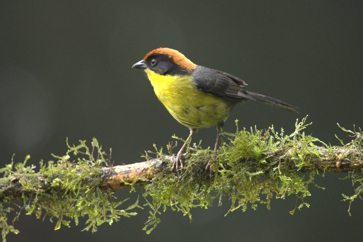 Yellow-breasted Brushfinch - ML633889211