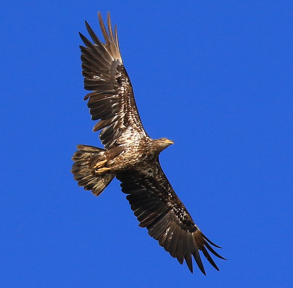 Bald Eagle - ML633889256