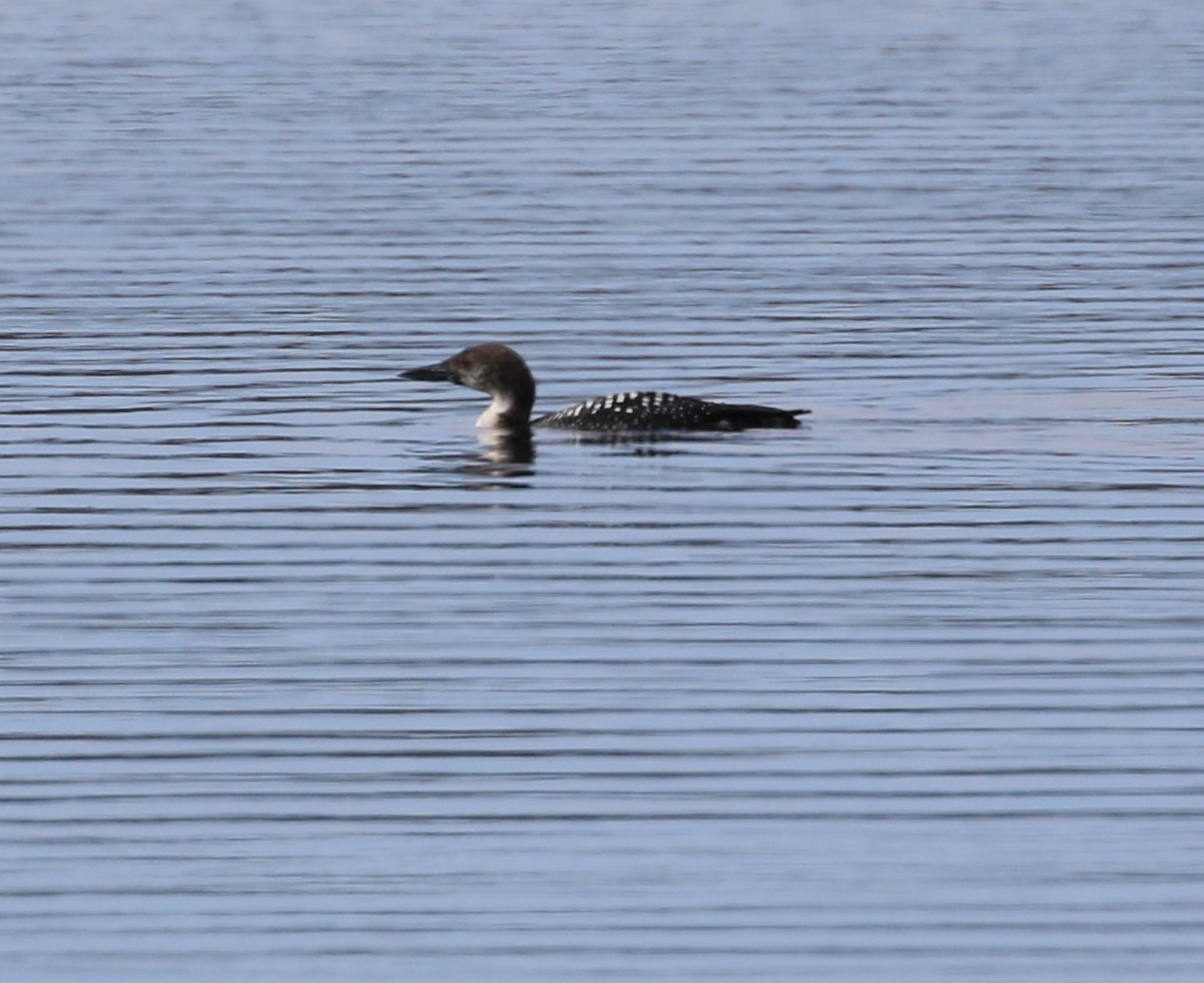Common Loon - ML633889360